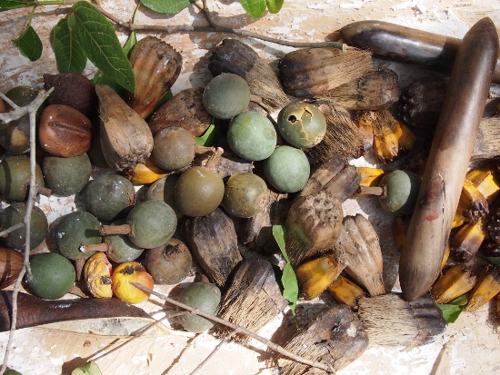  Aboriginal bush foods and medicines