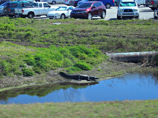 Nature at Kennedy Space Centre. Kennedy Space Centre Homeschool Field Trip