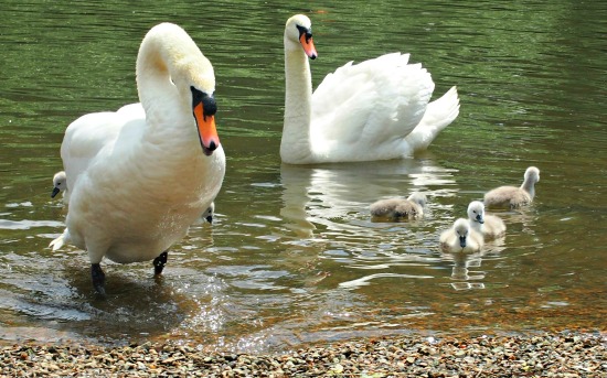 Nature walks homeschooling blog