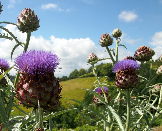 Cardoons